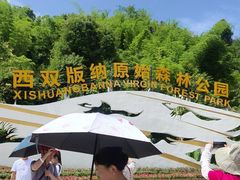-西双版纳原始森林公园