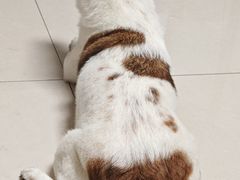 -博特宠物医院24h犬猫全科.骨科·异宠