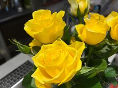 -LESCEDARS Brasserie Bistro香柏树