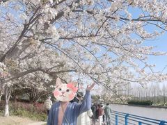 -高东镇樱花园