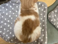 -滚猫咖啡·猫咖·猫友好撸猫(未来城店)