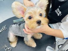 -comecome来吧宠物(奥克斯中心店)