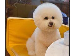 -翊宠yipet猫狗购宠庄园犬舍•猫舍