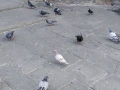 -领主广场