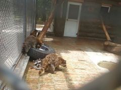 -西安秦岭野生动物园