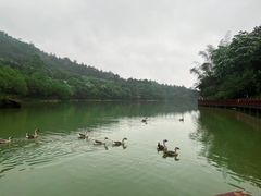 -广州白江湖森林公园