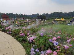 -空港花田景区