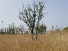 -野鸭湖国家湿地公园