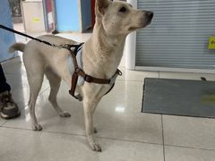 -瑞派福兴宠物医院犬猫全科·骨科·中西医结合(河东店)