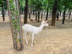 -秦皇岛野生动物园