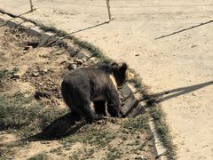 -青藏高原野生动物园
