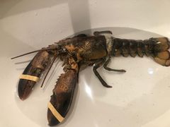 -云南巷海鲜大咖·可加工海鲜