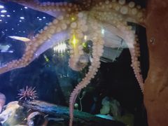 -悉尼海洋生物水族馆