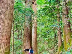 -天目山大树王景区