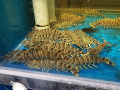 -神洲四海大酒楼(王府井澳门中心店)