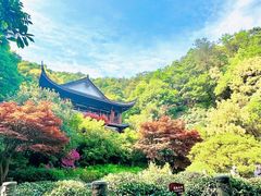 -十八棵（老龙井）御茶园(老龙井店)