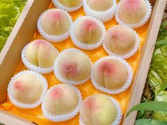 -老袁家蜜桃农场·阳山水蜜桃