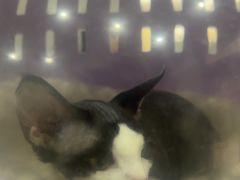 -佩兹宠物医院肿瘤专科·眼科·牙科(黄浦店)