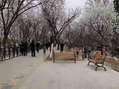-桃花堤公园