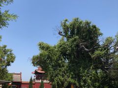 -大槐树寻根祭祖园