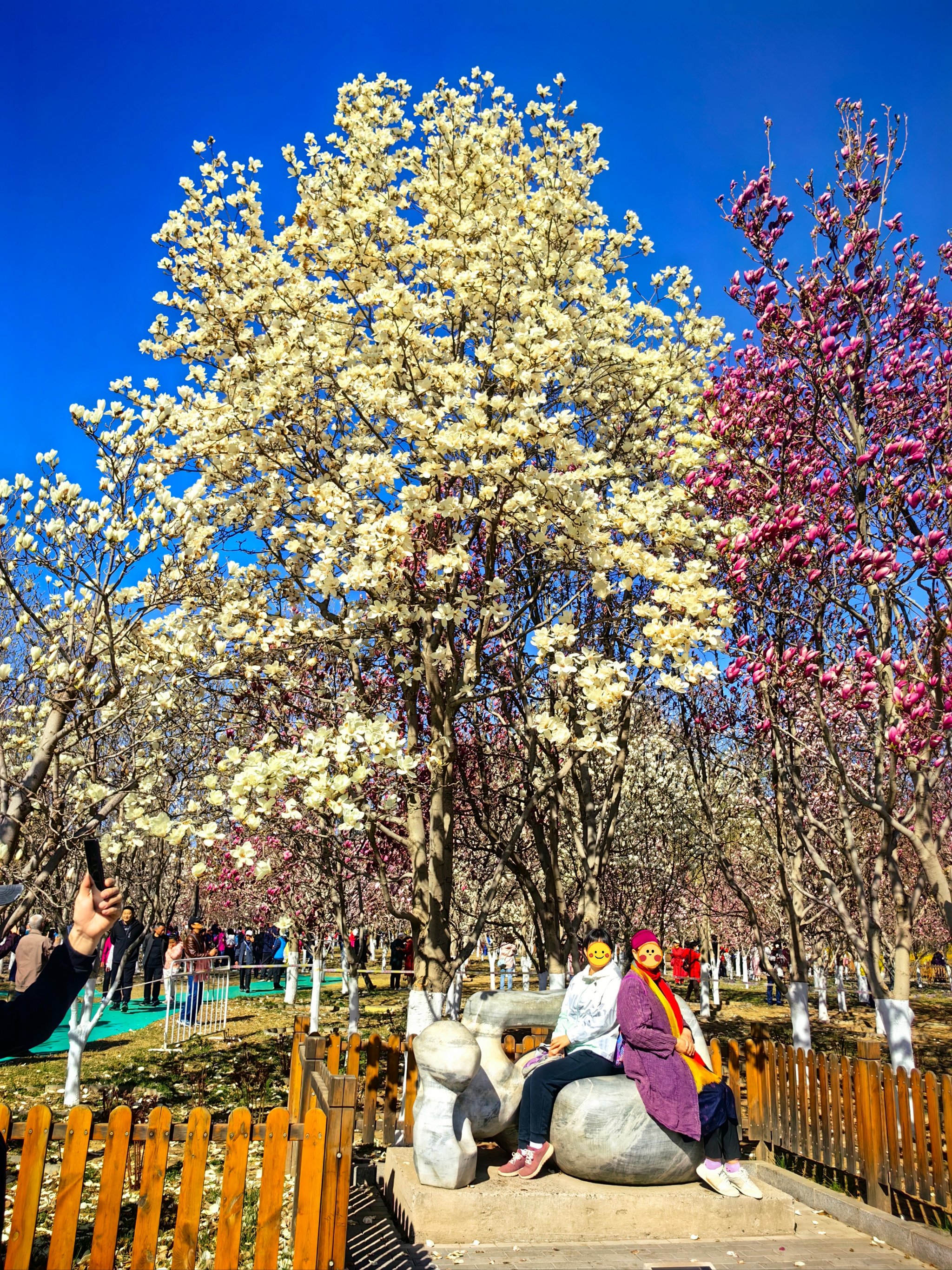 广州玉兰花观赏地点图片