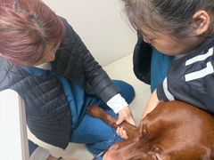 -仁普宠物诊所·中兽医·夜诊·狂犬免疫点(住友昌盛新苑店)