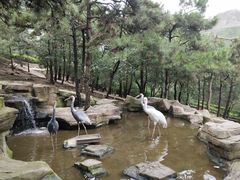 -燕塞湖鸟语林景区