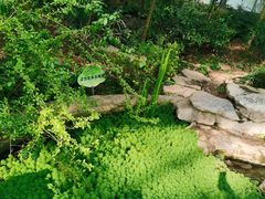 -南山植物园