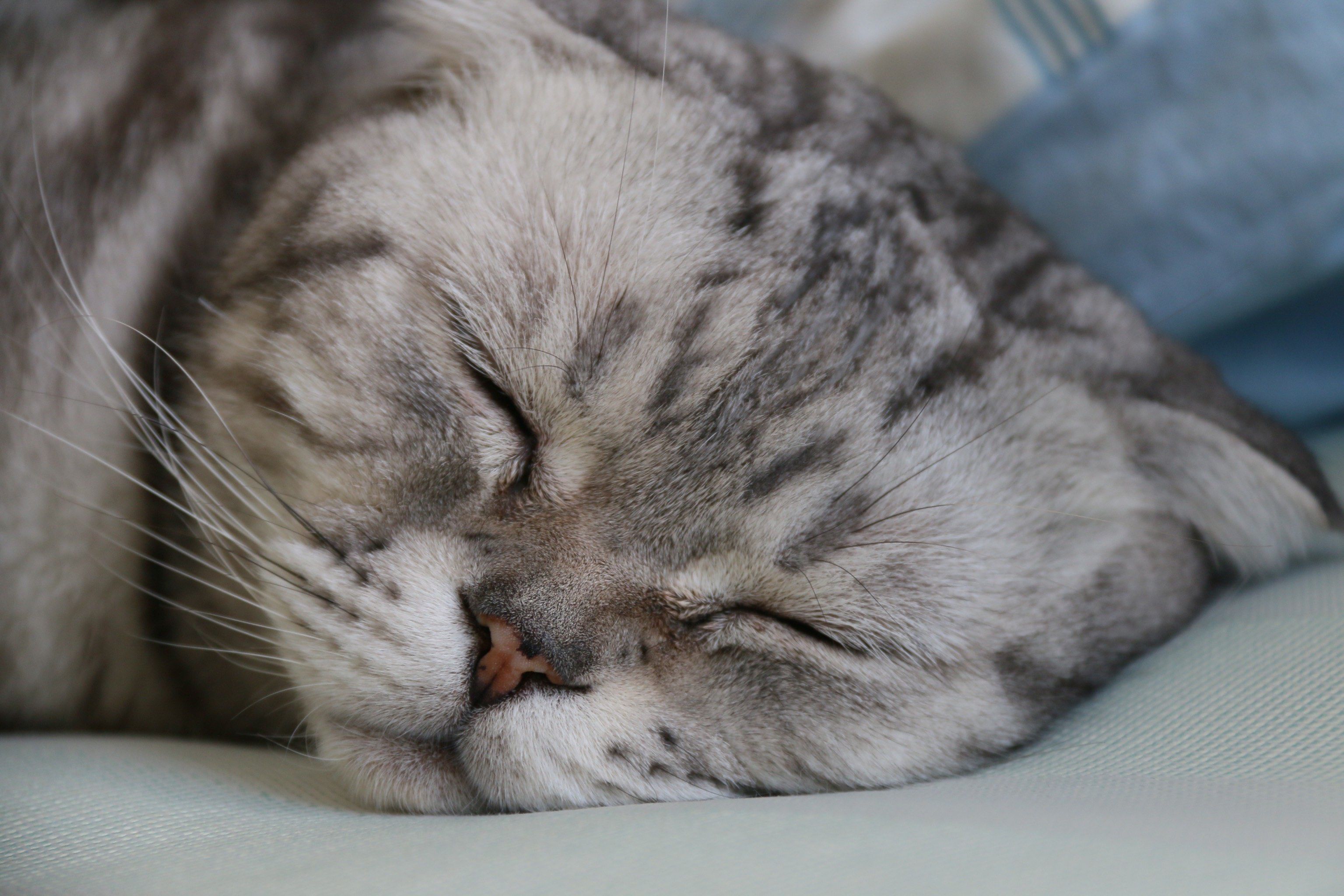 我家懒猫的午睡时间