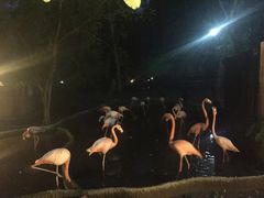 -清迈夜间动物园