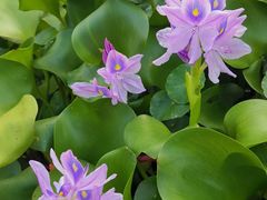 -四川大学(华西校区)