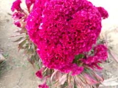 -北京东方普罗旺斯薰衣草庄园