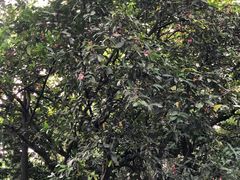 -广西壮族自治区药用植物园