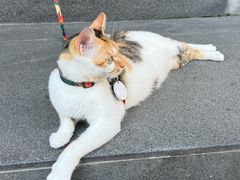 -Again Coffee Roaster(香蜜湖店)