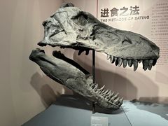 -自贡恐龙博物馆