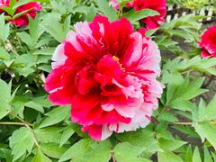 -莲花池公园