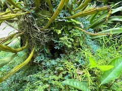 -深圳仙湖植物园