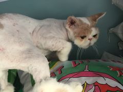 -中农大我爱我爱24h动物医院·中医针灸·猫专科·骨科医疗中心(双井店)
