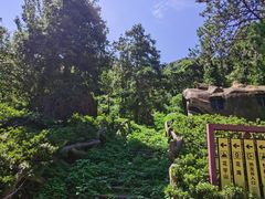 -木兰云雾山