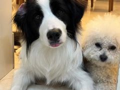 -趣玩宠物乐园寄养训犬训狗游泳池