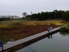 -溱湖国家湿地公园