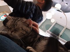 -飞行喵MR PILOT|猫舍·猫咖(静安大融城店)