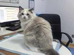 -天使宠物医院·犬猫分诊(彩虹店)