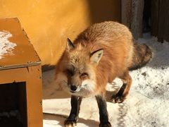 -宫城藏王狐狸村