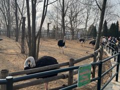 -大连森林动物园