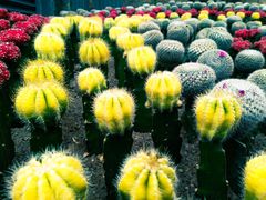 -南山植物园