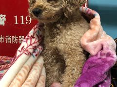 -皮特动物医院(24小时店)