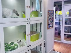 -青奢宠物·青奢猫舍