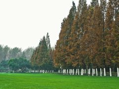 -合肥滨湖国家森林公园