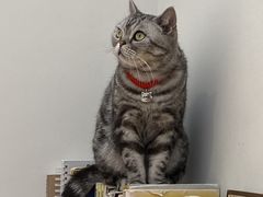 -有猫主题·治愈系猫咖(曾厝垵店)